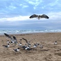 Gulls on South Padre Island Texas Royalty Free Stock Photo