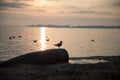 Gulls on the beach at sunrise Royalty Free Stock Photo