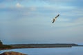 Gulls on the beach at sunrise Royalty Free Stock Photo