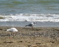 Gulls on the beach