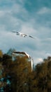 Gulls from behind flying together in a calm environment