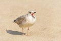 Gulls Birdling on the Sand Royalty Free Stock Photo