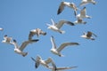 Gulls in a blue sky Royalty Free Stock Photo