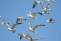 Gulls in a blue sky