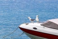 Gulls on a boat.