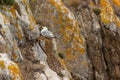 Gulls on a cliff kissing Royalty Free Stock Photo