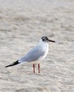 Gulls, or colloquially seagulls, are seabirds of the family Laridae in the suborder Lari typically coastal or inland species