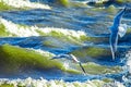 Gulls cormorants fly over raging blue sea, storm background