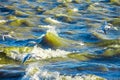 Gulls cormorants fly over raging blue sea, storm background