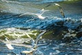 Gulls cormorants fly over raging blue sea, storm background