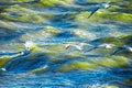 Gulls cormorants fly over raging blue sea, storm background