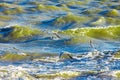 Gulls cormorants fly over raging blue sea, storm background