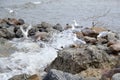 Gulls dodging rough waves along the shore of Georgian Bay