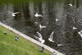 Gulls ducks, pigeons, birds on the pond Royalty Free Stock Photo