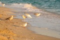 Gulls fighting, on the beach. Seagulls by the sea Royalty Free Stock Photo