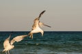 Gulls fighting, on the beach. Seagulls by the sea Royalty Free Stock Photo