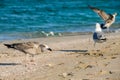 Gulls fighting, on the beach. Seagulls by the sea Royalty Free Stock Photo