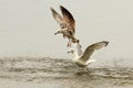 Gulls fighting for fishing spot Royalty Free Stock Photo