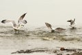 Gulls fighting on fishing spot Royalty Free Stock Photo