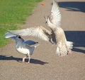 Gulls fighting for food Royalty Free Stock Photo