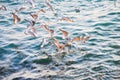 Gulls fishing near the shore of the Bosporus