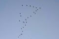 Gulls in flight - Laridae