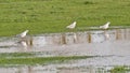 Gulls in a flooded meadow reflecting in the water of a puddle