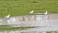 Gulls in a flooded meadow reflecting in the water of a puddle