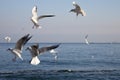 Gulls fly over the sea at dawn. White birds on the background of the sea and sky Royalty Free Stock Photo