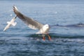 Gulls fly over the sea at dawn. White birds on the background of the sea and sky Royalty Free Stock Photo