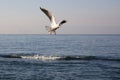 Gulls fly over the sea at dawn. White birds on the background of the sea and sky Royalty Free Stock Photo