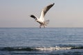 Gulls fly over the sea at dawn. White birds on the background of the sea and sky Royalty Free Stock Photo