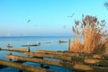 Gulls fly over the Steinhuder Meer or Lake Steinhude, Lower Saxony, Germany, northwest of Hanover.