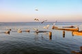 Gulls fly over the Steinhuder Meer or Lake Steinhude, Lower Saxony, Germany, northwest of Hanover.