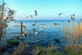 Gulls fly over the Steinhuder Meer or Lake Steinhude, Lower Saxony, Germany, northwest of Hanover.