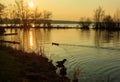 Gulls fly over the Steinhuder Meer or Lake Steinhude, Lower Saxony, Germany, northwest of Hanover.