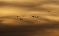 Gulls Fly to Roost on an Orange Dusk Sky