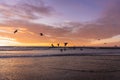 Gulls flying above the sea during beautiful sunrise by the beach Royalty Free Stock Photo