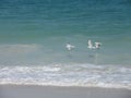 Gulls flying across the beach Royalty Free Stock Photo