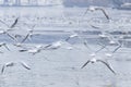 Gulls flying