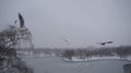 Gulls flying over frozen lake. Seagulls over the Tineretului Park Lake, Bucharest Royalty Free Stock Photo