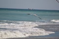 Gulls flying over ocean near beach Royalty Free Stock Photo