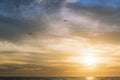 Gulls flying over the sea across the sky at sunset Royalty Free Stock Photo