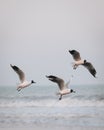 Gulls flying over a sea Royalty Free Stock Photo