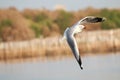 Gulls flying. Seagulls fly over the sea Royalty Free Stock Photo