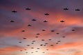 Gulls flying at sunset