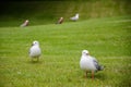 Gulls on a meadow in Burnie, Tasmania