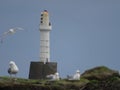 Gulls in front of a Lighthouse