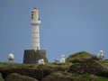 Gulls in front of a lighthouse In The Donmouth LocalShellNature Reserve