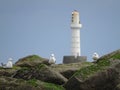 Gulls in front of a Lighthouse